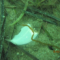 Atlantic Flounders, like this juvenile, were sometimes found on the flat top portion of the mooring.